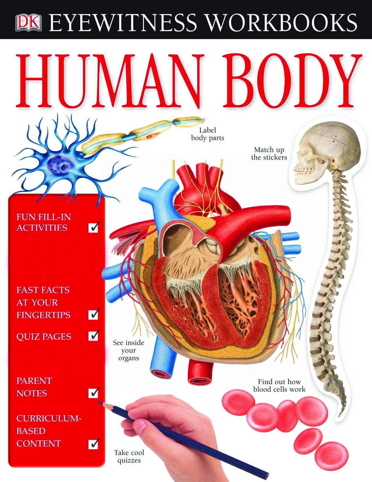 Eyewitness Workbook Human Body
